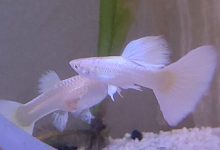 Albino Guppy