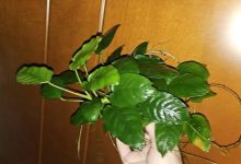 Anubias Nana