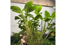 Anubias Nana