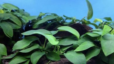 Anubias
