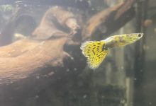 Leopard Guppy