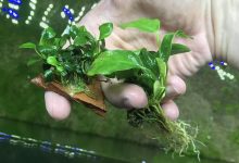 Anubias