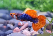 Understanding the Tuxedo Guppy