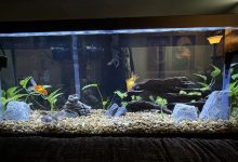 Aquarium Filter for Large Tanks
