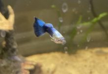 Best Guppy Food