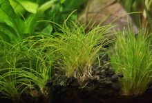 Dwarf Hairgrass