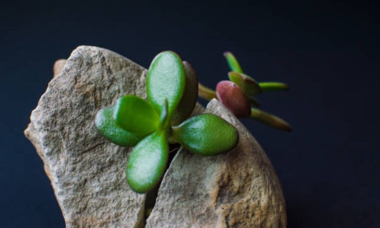 Continuing to Hope